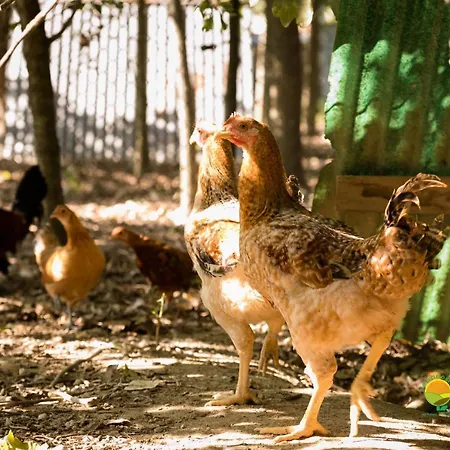 Farm stay Ai Carpini *