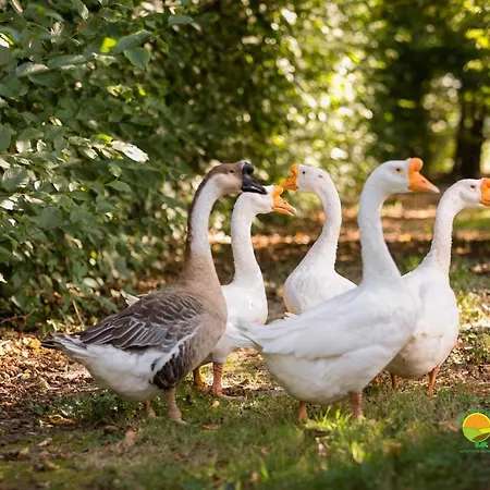 Farm stay Ai Carpini Marcon